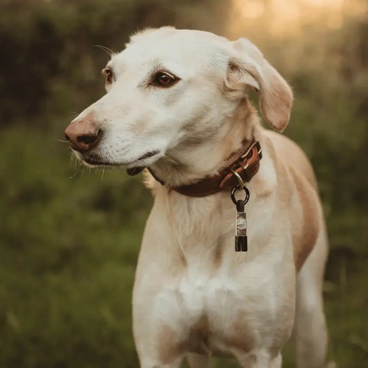 EarthBand for Pets Calming Petband Black | Buy Online at DOGUE Australia
