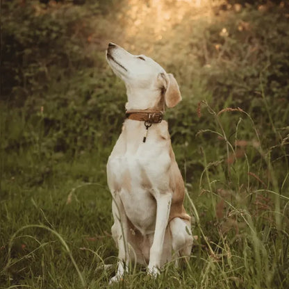 EarthBand for Pets Calming Petband Black | Buy Online at DOGUE Australia
