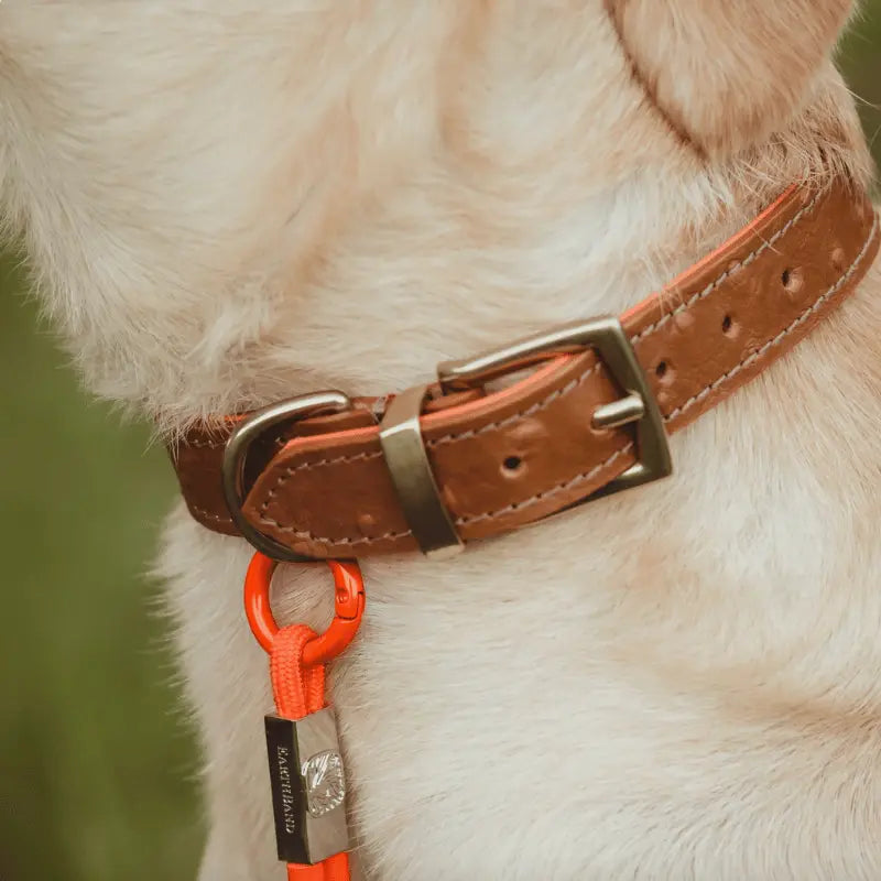 EarthBand for Pets Calming Petband Burnt Orange | Buy Online at DOGUE Australia