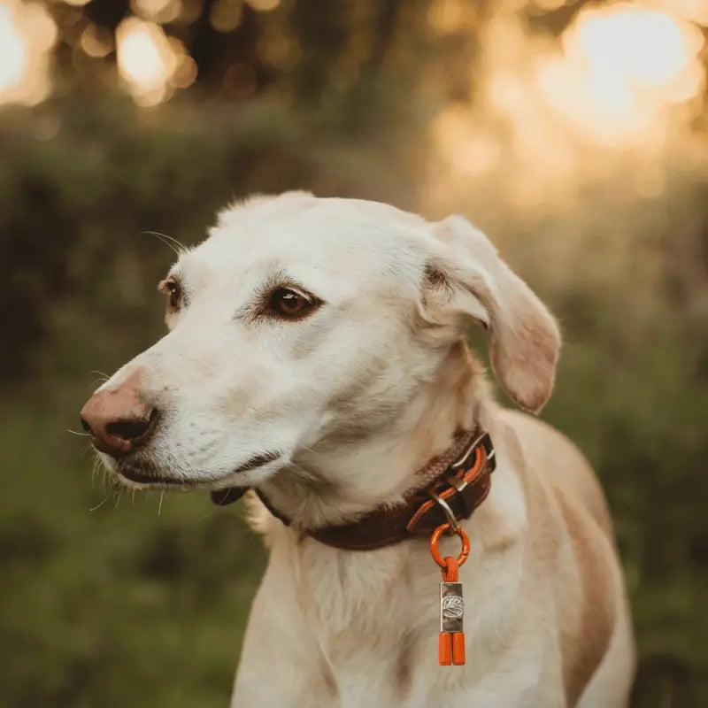 EarthBand for Pets Calming Petband Burnt Orange | Buy Online at DOGUE Australia