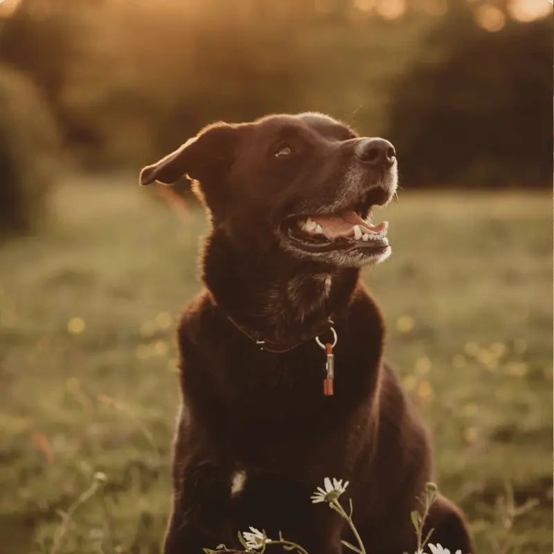 EarthBand for Pets Calming Petband Burnt Orange | Buy Online at DOGUE Australia