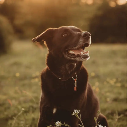 EarthBand for Pets Calming Petband Burnt Orange | Buy Online at DOGUE Australia