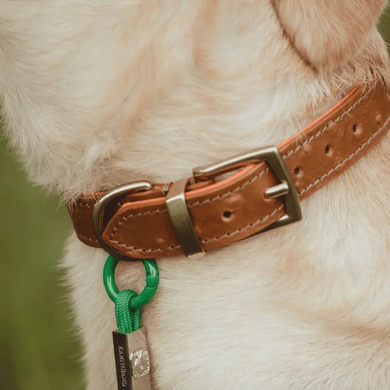 EarthBand for Pets Calming Petband Forest Green | Buy Online at DOGUE Australia