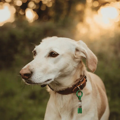 EarthBand for Pets Calming Petband Forest Green | Buy Online at DOGUE Australia