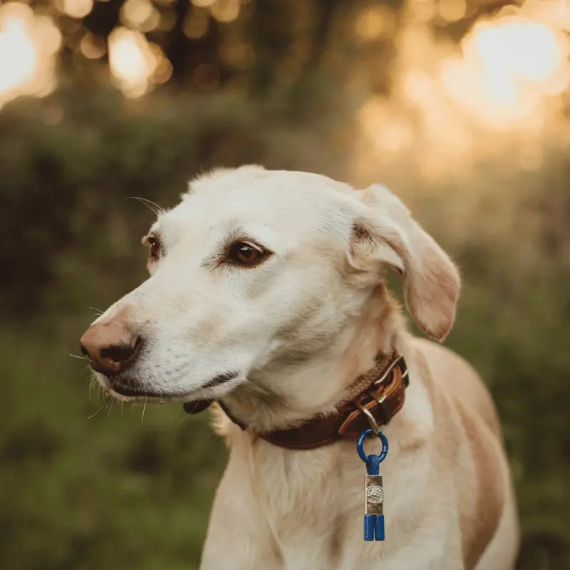 EarthBand for Pets Calming Petband Ocean Blue | Buy Online at DOGUE Australia