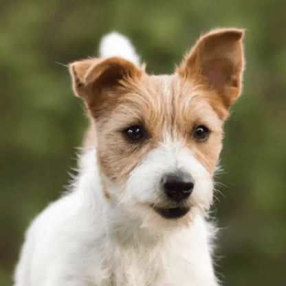 Fit and sales flash dog treats