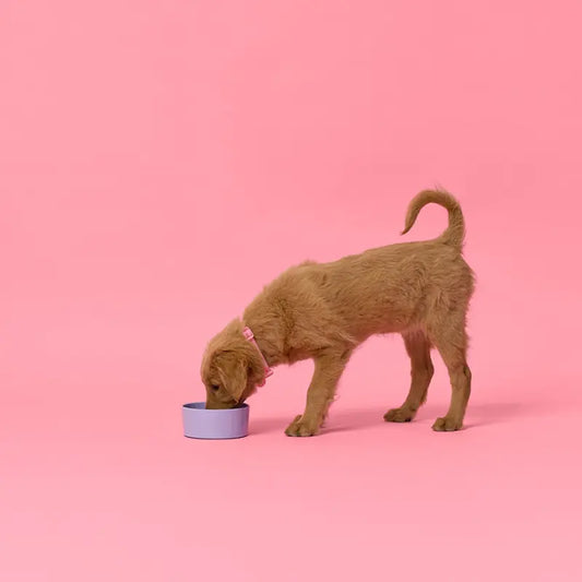 Gummi Melamine Dog Bowl