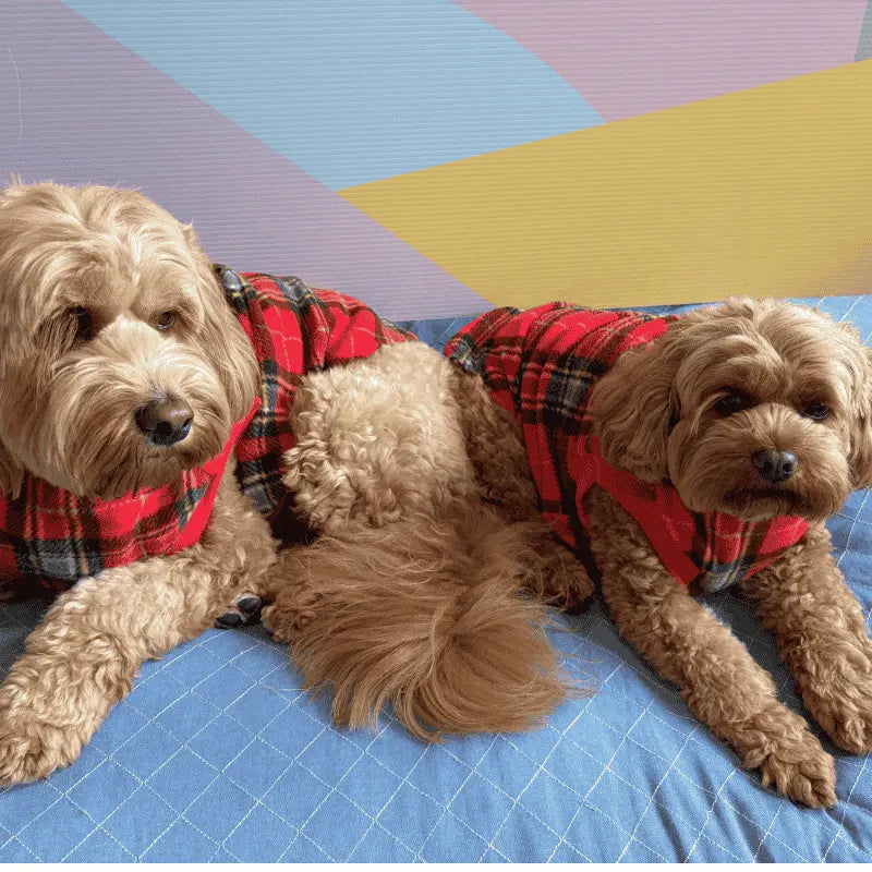 Hamish McBeth Tartan Dog Pyjamas | Buy Online at DOGUE Australia