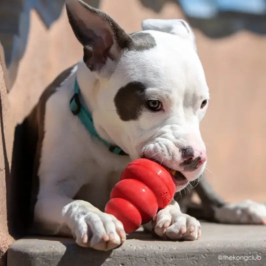 KONG Classic Dog Toy - DOGUE
