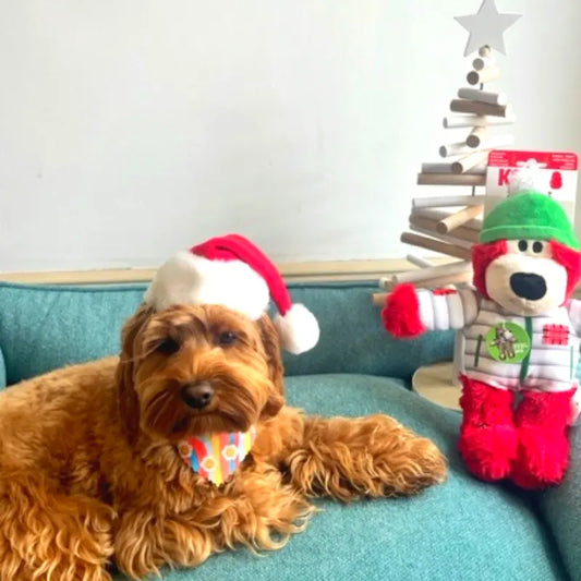 KONG Holiday Wild Knots Bear Dog Toy | Buy Online at DOGUE Australia