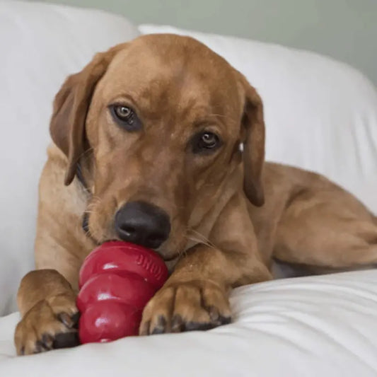 KONG Peanut Butter Dog Treat | Buy Online at DOGUE Australia