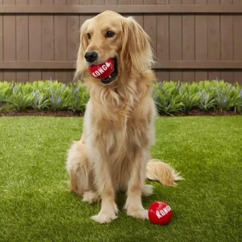 KONG Signature Sports Balls Dog Toy | Buy Online at DOGUE Australia