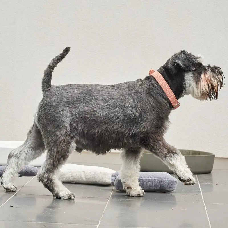 Lilly + Dash Boucle Dog Collar - DOGUE