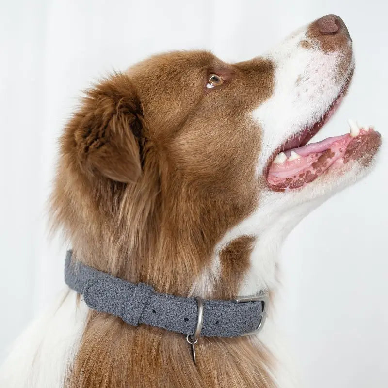 Lilly + Dash Boucle Dog Collar - DOGUE