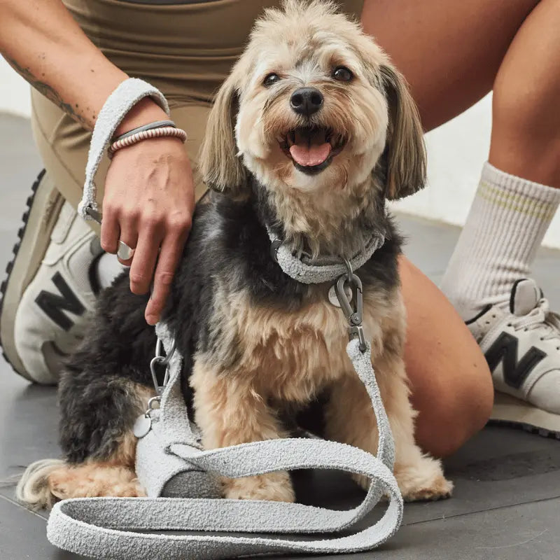 Lilly + Dash Boucle Dog Collar | Buy Online at DOGUE Australia