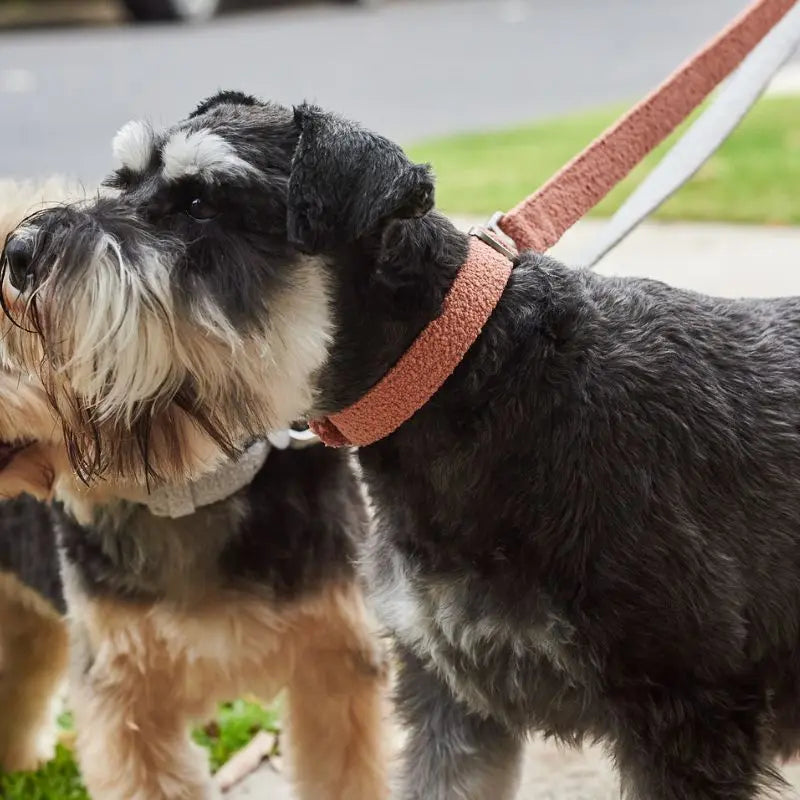 Lilly + Dash Boucle Dog Lead - DOGUE