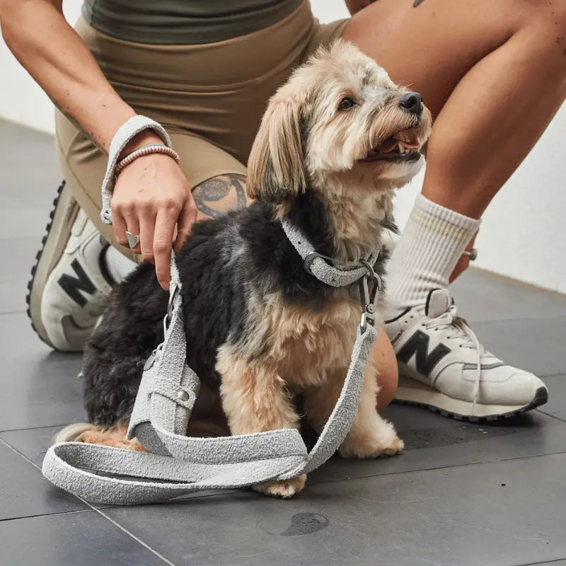 Lilly + Dash Boucle Dog Lead | Buy Online at DOGUE Australia