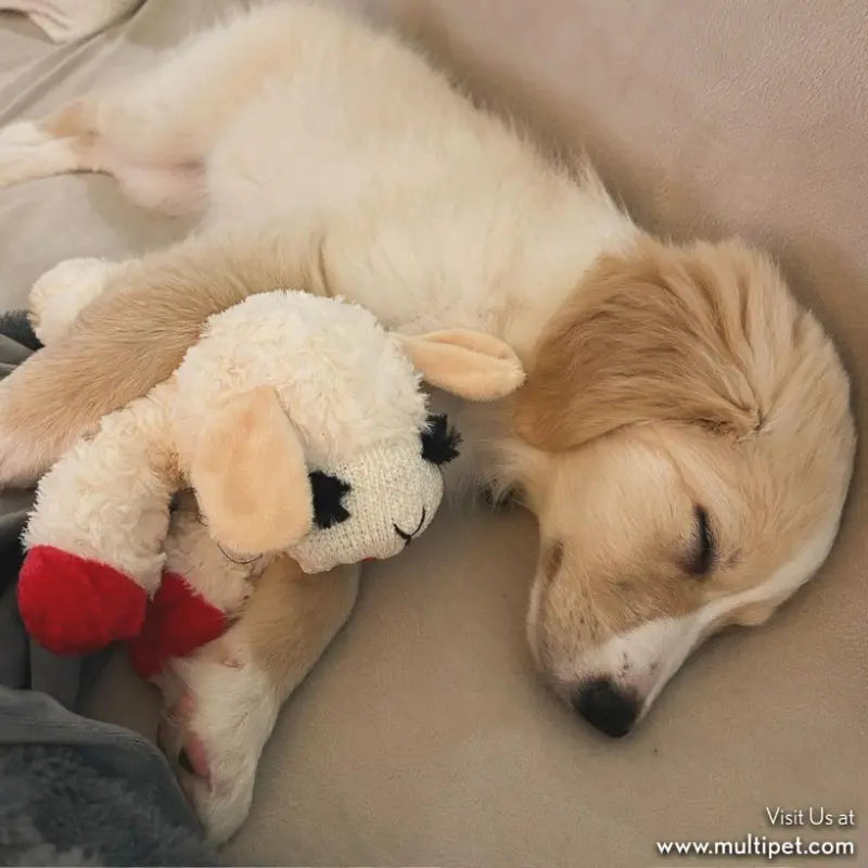 Multipet Lamb Chop Dog Toy - DOGUE