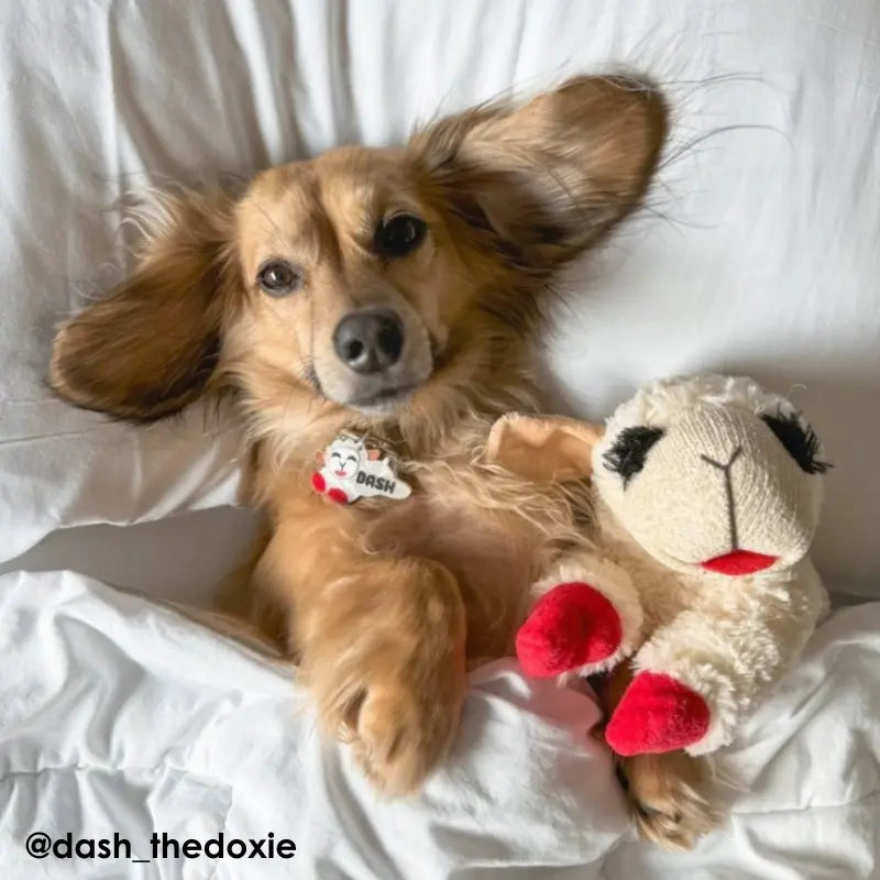 Multipet Lamb Chop Dog Toy - DOGUE
