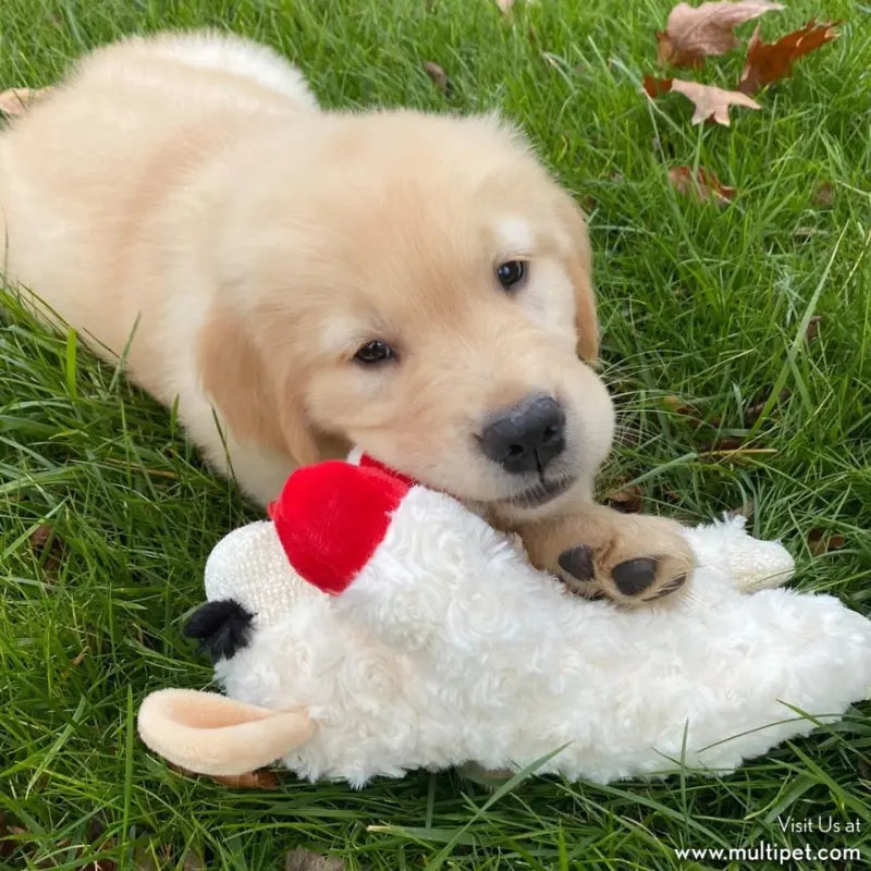 Multipet Lamb Chop Dog Toy - DOGUE