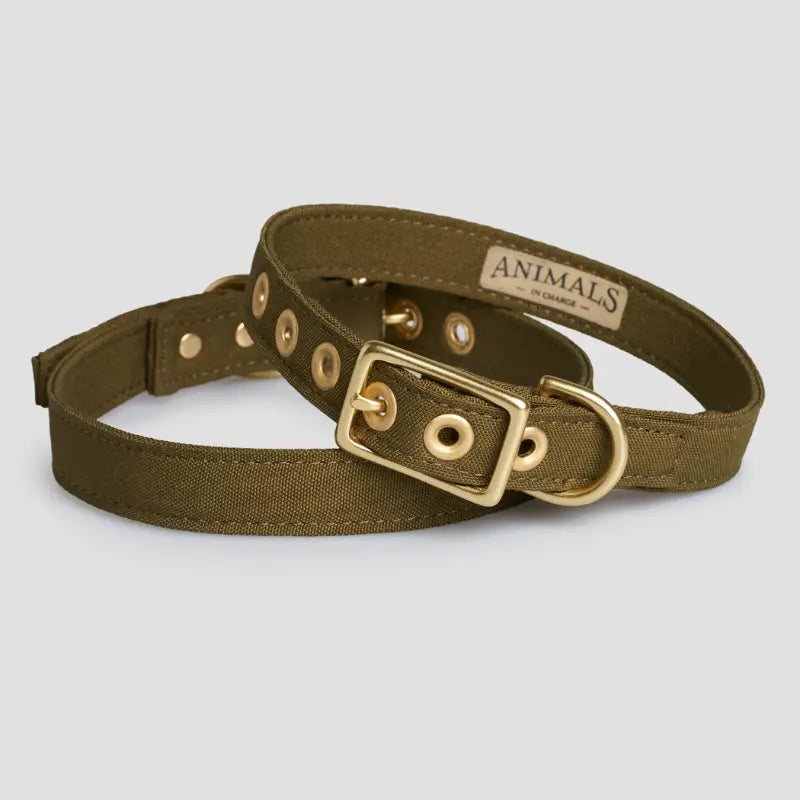 Animals in Charge All Weather Dog Collars | Buy Online at DOGUE Australia