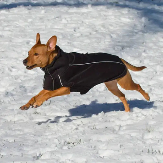 Olympia Softshell Dog Jacket