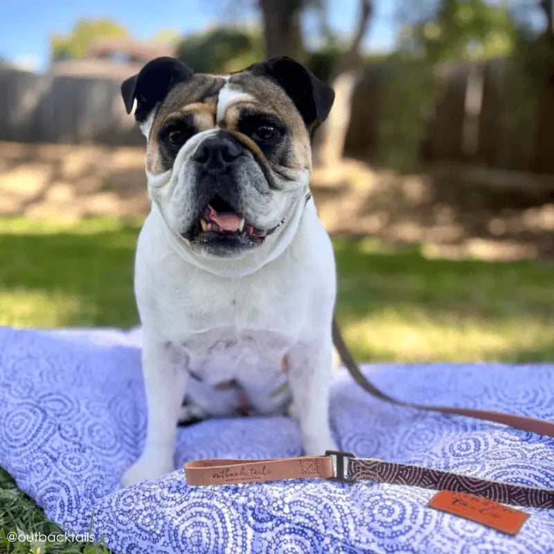 Outback Tails Leather Dog Lead - DOGUE