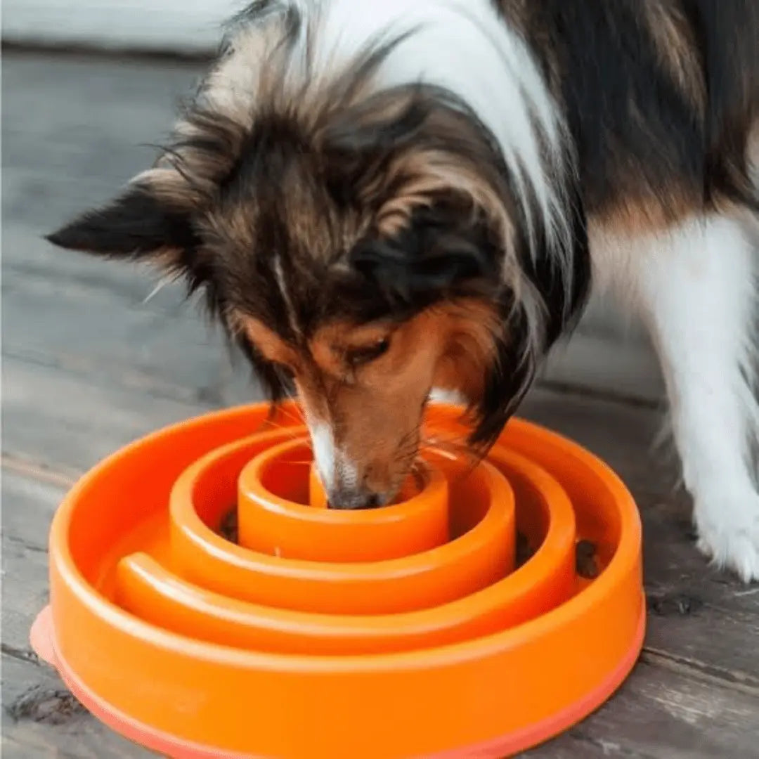 Outward Hound Slow Feeder Dog Bowl Orange | Buy Online at DOGUE Australia