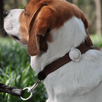 PETKIT Fit P2 Activity Pet Monitor - DOGUE