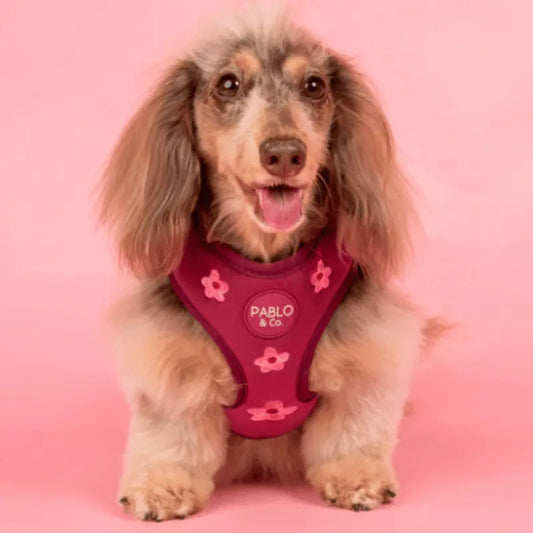 Pablo & Co Bloom Baby Bloom Velvet Dog Harness | Buy Online at DOGUE Australia