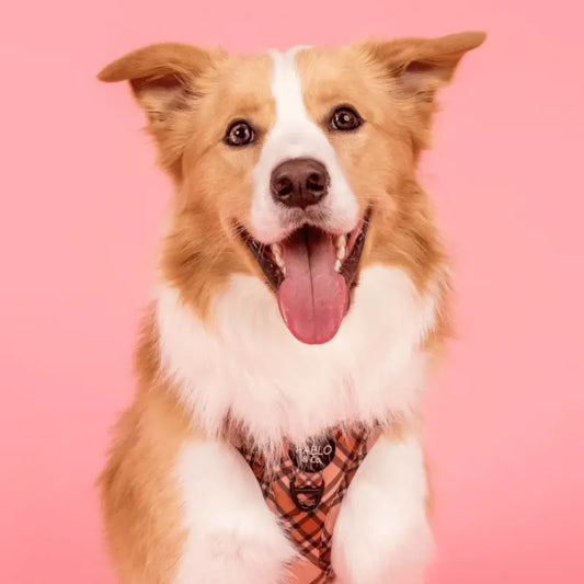 Pablo & Co Kensington Dog Harness | Buy Online at DOGUE Australia
