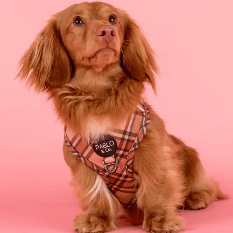 Pablo & Co Kensington Dog Harness | Buy Online at DOGUE Australia