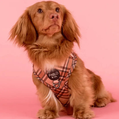 Pablo & Co Kensington Dog Harness | Buy Online at DOGUE Australia