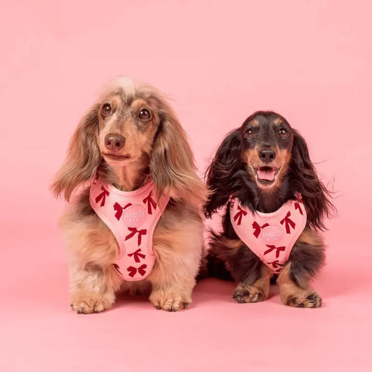 Pablo & Co Velvet Blush Bows Dog Harness | Buy Online at DOGUE Australia
