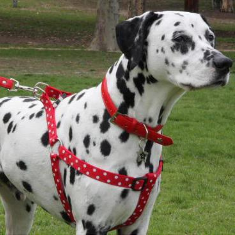 Paw Stars Ribbon Dog Harnesses - DOGUE