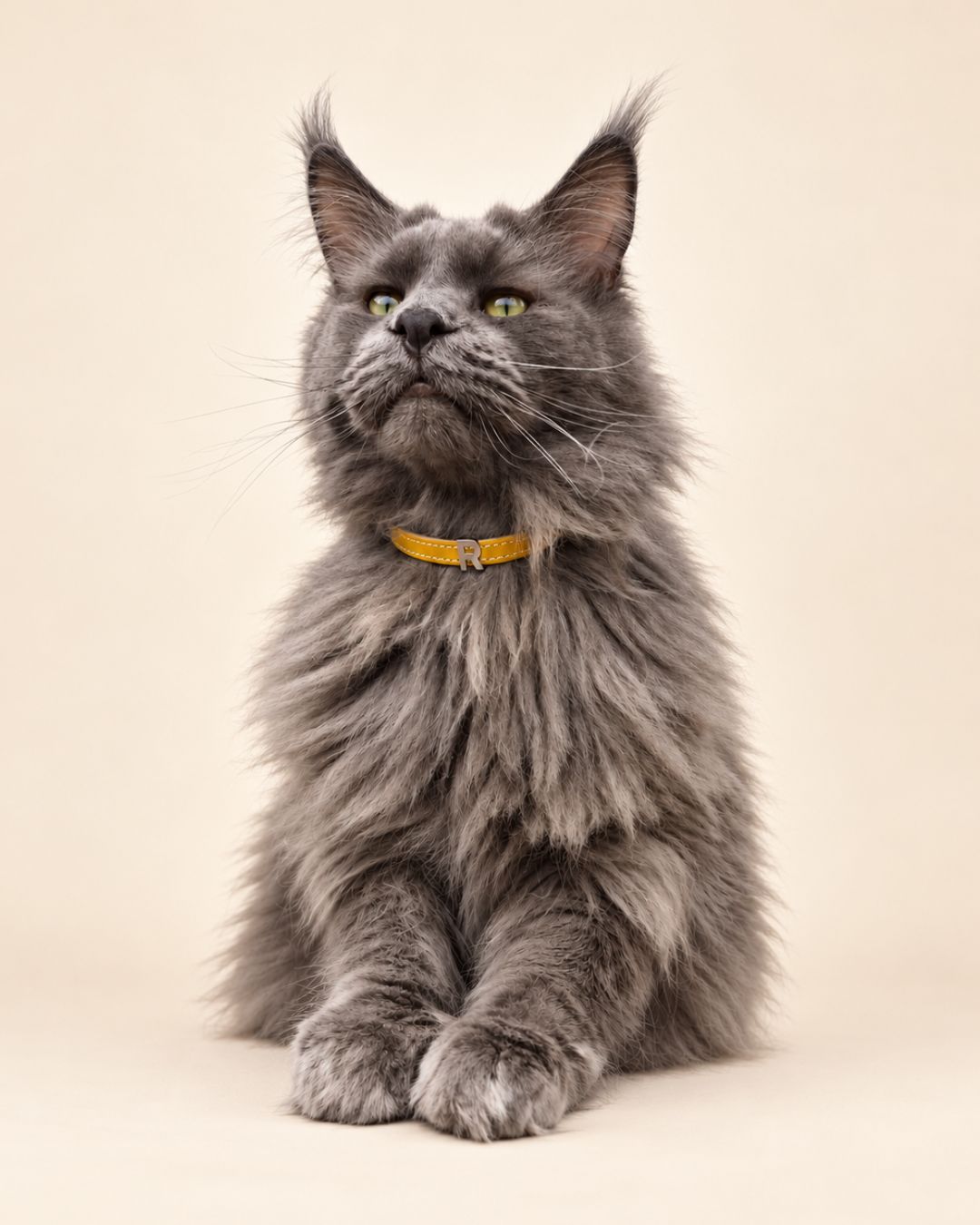 DOGUE Classic Stitch Leather Cat Collar