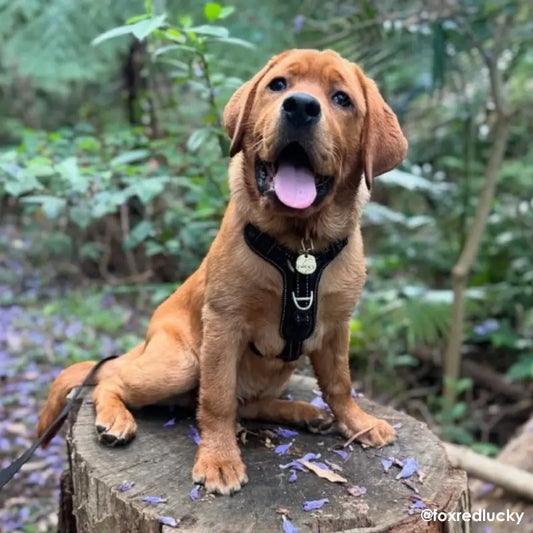 Rogz Utility Stop-Pull Dog Harness | Buy Online at DOGUE Australia