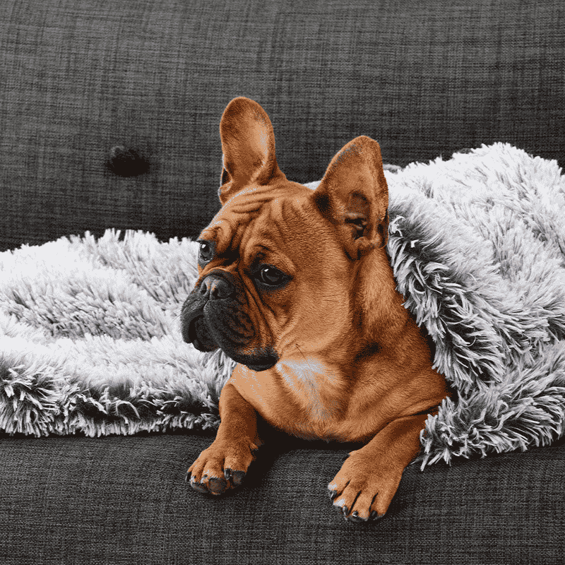 Snooza Calming Cuddler Dog Blanket Silver Fox (Copy) | Buy Online at DOGUE Australia