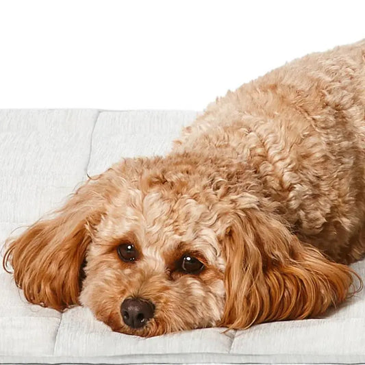 Snooza Cooling Comfort Dog Blanket - DOGUE