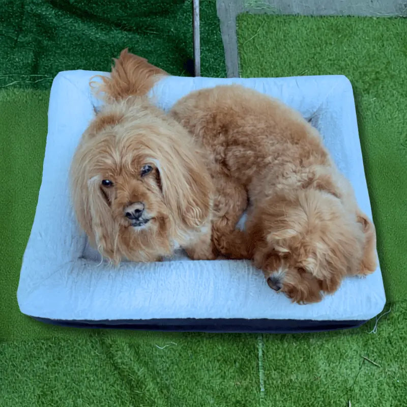 Snuggle Pals Supreme Lounge Dog Bed Grey | Buy Online at DOGUE Australia