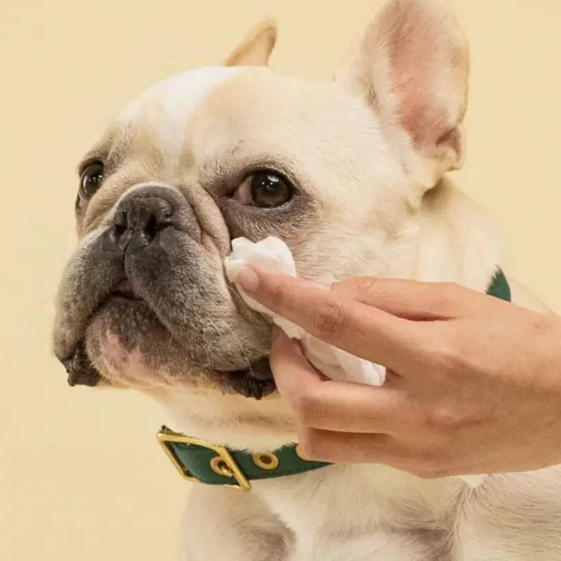 Squeaky by Snooza Pet Eye Wipes 20 Pack (Copy) | Buy Online at DOGUE Australia