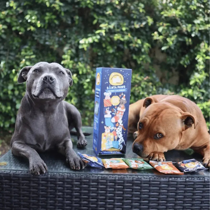 The Golden Bone Bakery Advent Calendar Blue | Buy Online at DOGUE Australia