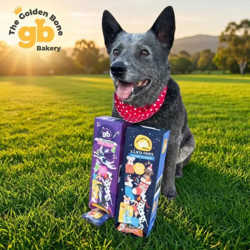 The Golden Bone Bakery Advent Calendar Blue | Buy Online at DOGUE Australia