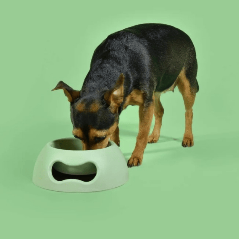 United Pets Pappy Dog Bowl Green | Buy Online at DOGUE Australia
