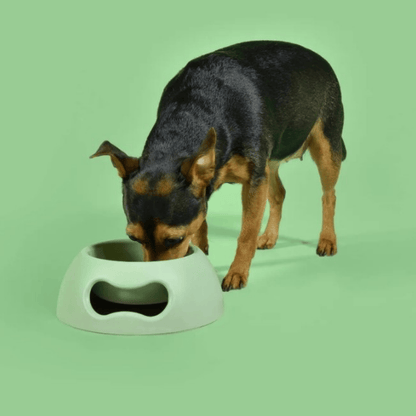 United Pets Pappy Dog Bowl Green | Buy Online at DOGUE Australia