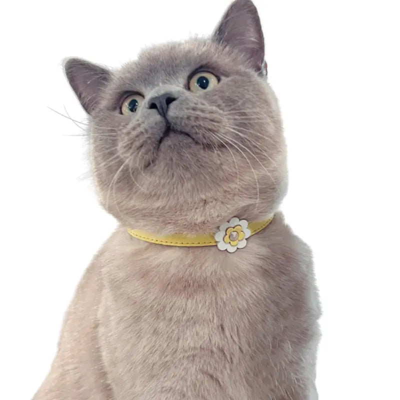 DOGUE Gelato Flower Cat Collar | Buy Online at DOGUE Australia