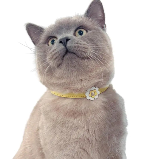 DOGUE Gelato Flower Leather Cat Collar | Buy Online at DOGUE Australia
