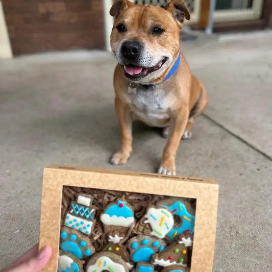 Golden Barkery Dog Treat Celebration Biscuit | Buy Online at DOGUE Australia