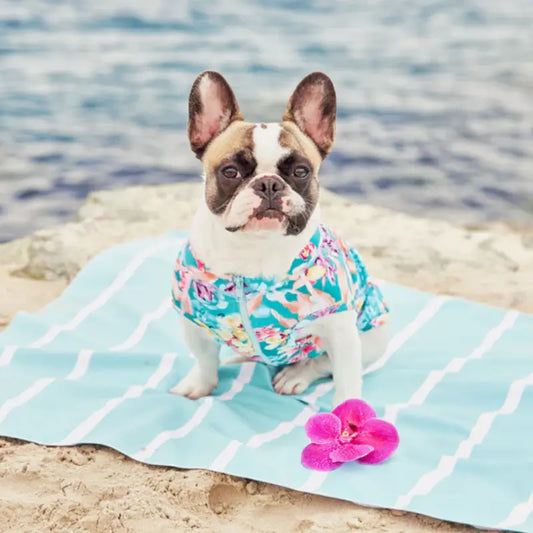 Sandy Snoots Dog Towels | Buy Online at DOGUE Australia