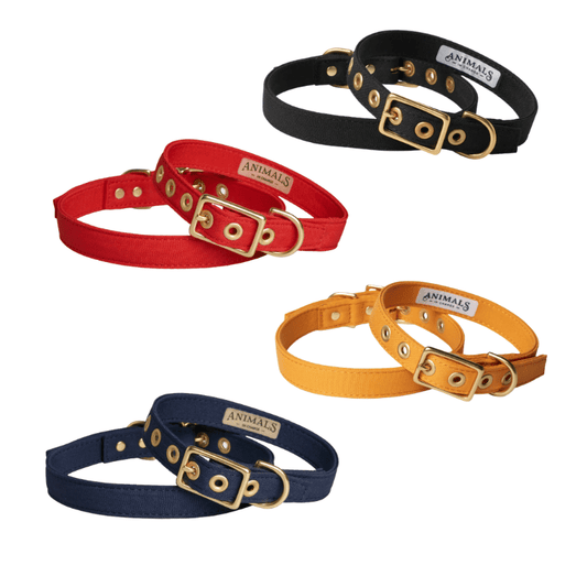 Animals in Charge All Weather Recycled Cotton Dog Collar